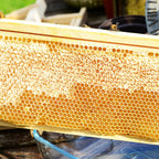 10-Pack Medium Super Box Wooden Beehive Frames and Beeswax Dipped Plastic Foundations for Beekeeping (Unassembled)